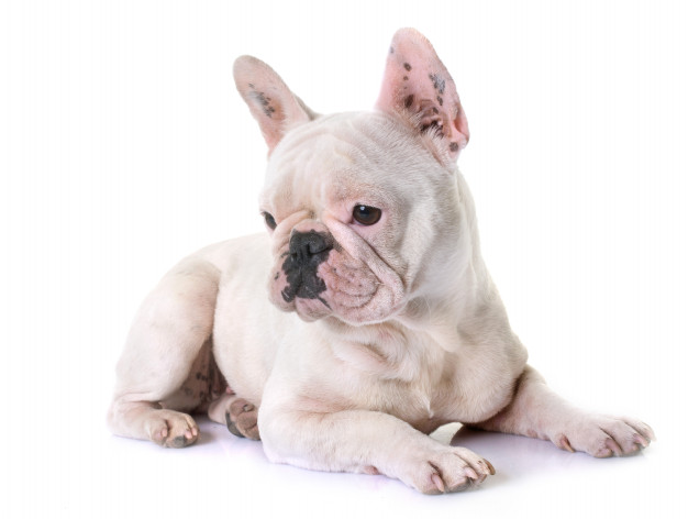 buldogue francês branco