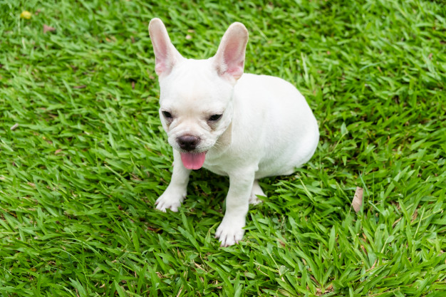 buldogue francês branco