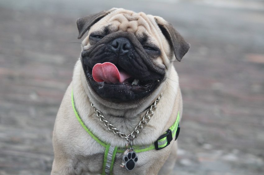 cachorros chineses