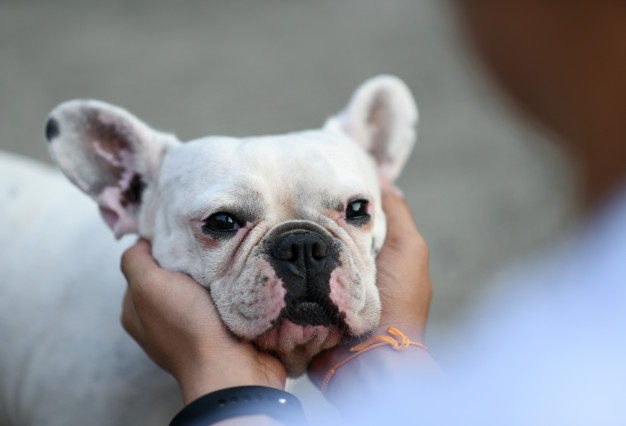 buldogue francês branco