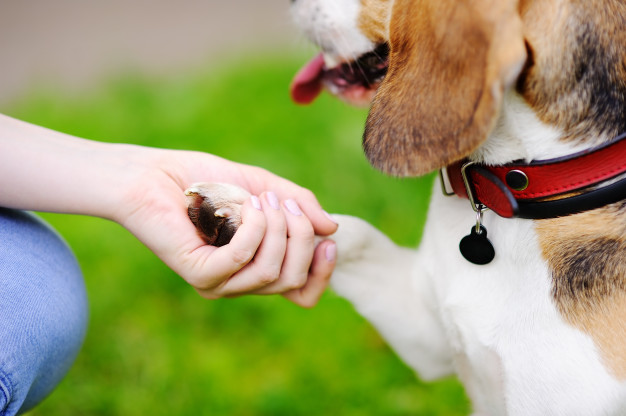 parceria entre cão e tutor
