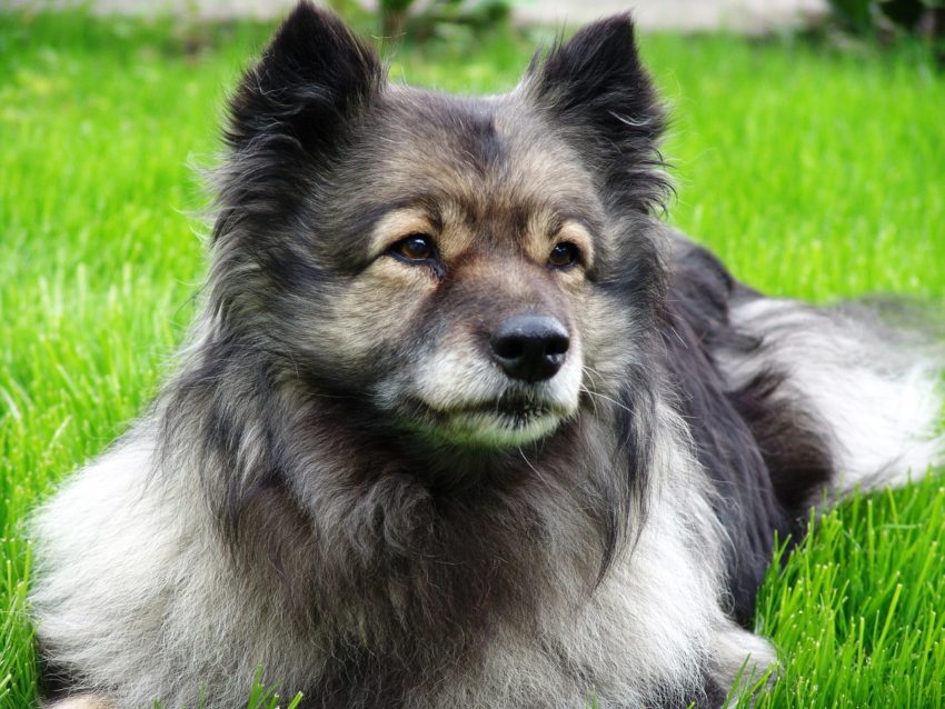 keeshond 1569785 1280