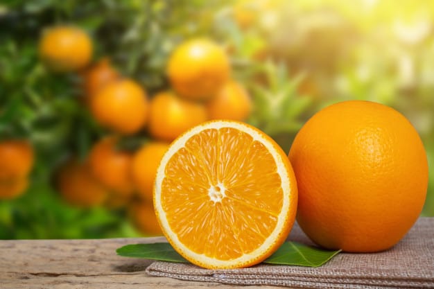 vitamina c para cães