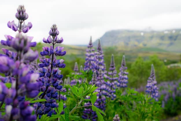 lavanda