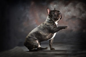 Cachorro se levantando - Foto: Freepik