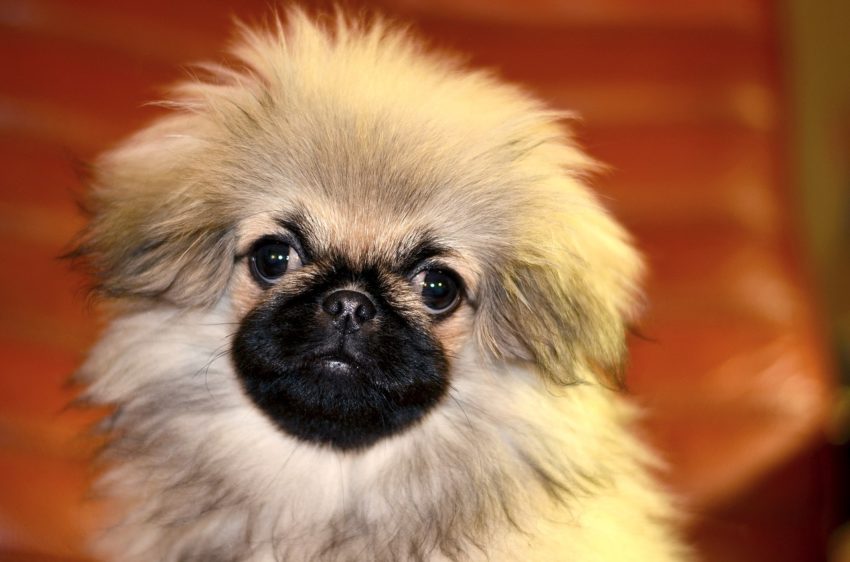cachorros chineses