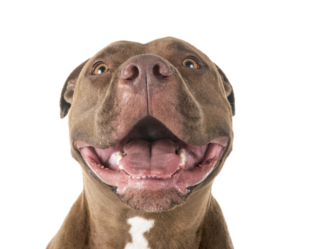 o temperamento do pitbull