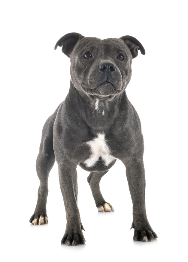 Cachorro preto em fundo branco
