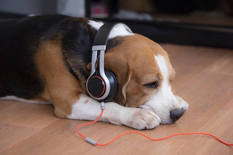 Música para cachorro
