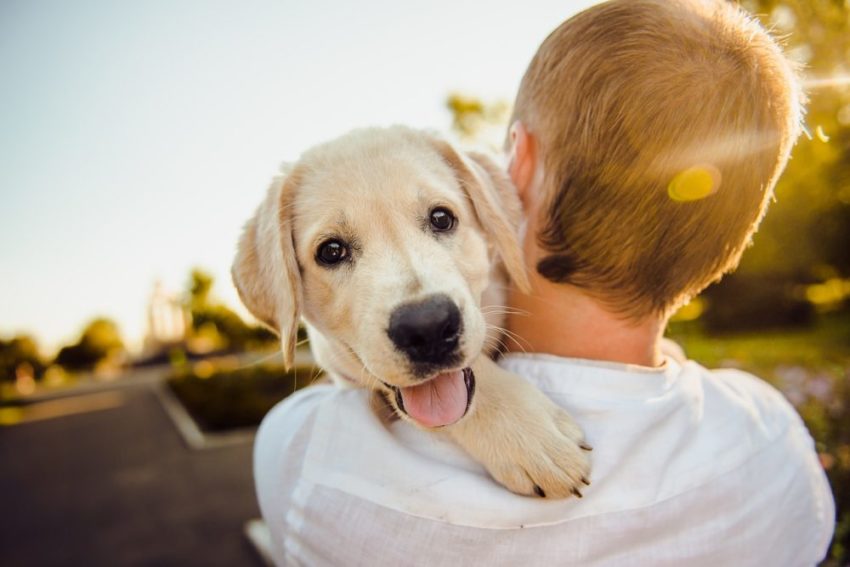 adorable 3344414 1280