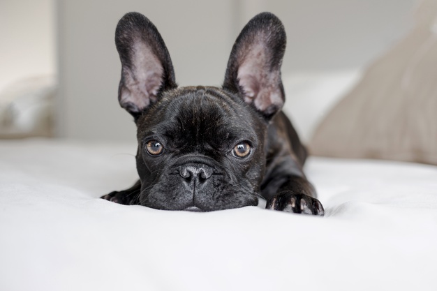 Linfoma em cães