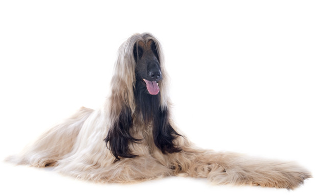 40 dicas de nomes para Afegão Hound - Nomes Originais 2 dicas de nomes para afegão hound