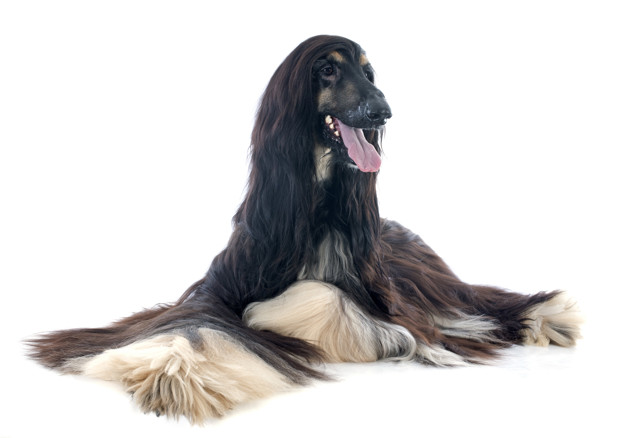 40 dicas de nomes para Afegão Hound - Nomes Originais 3 dicas de nomes para cão afegão