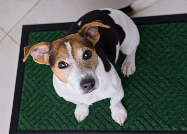 tapete higiênico para cães