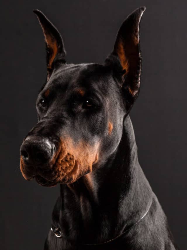 cães com focinho comprido
