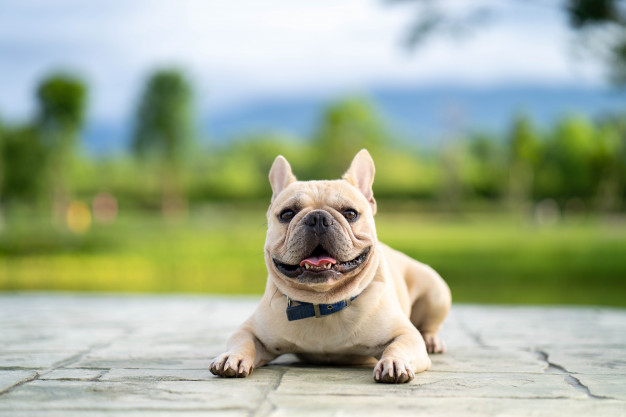 cachorro comeu um rato