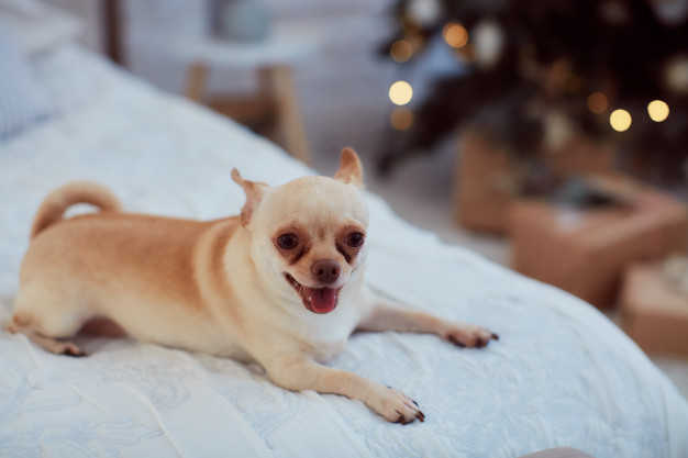 Longevidade do Chihuahua: 15 dicas para prolongar a vida do seu cão 12 problemas de saúde