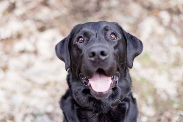 dicas de nome para labrador