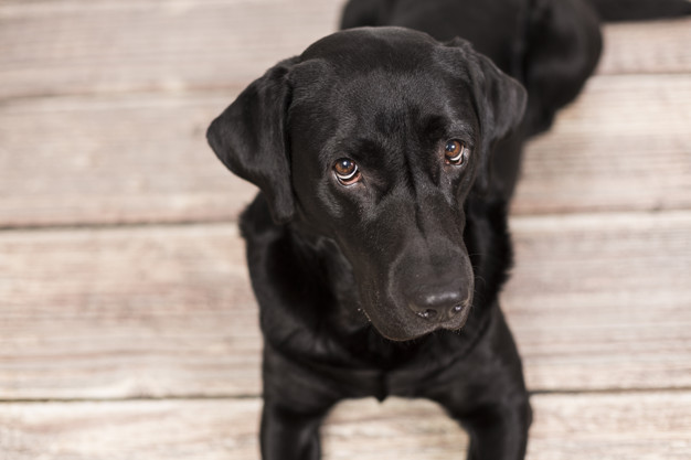 dicas de nome para labrador 4