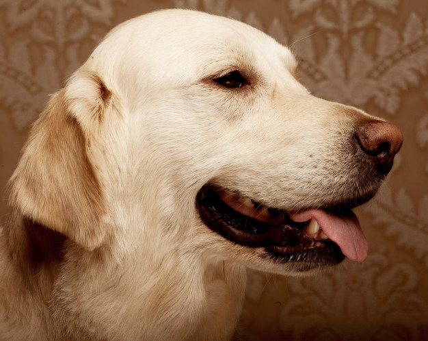 dicas de nome para labrador