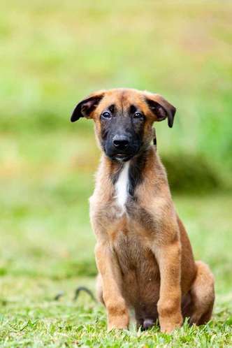 Stive: Votação popular escolheu nome de novo mascote da polícia de Brasília 1 novo mascote da polícia de Brasília