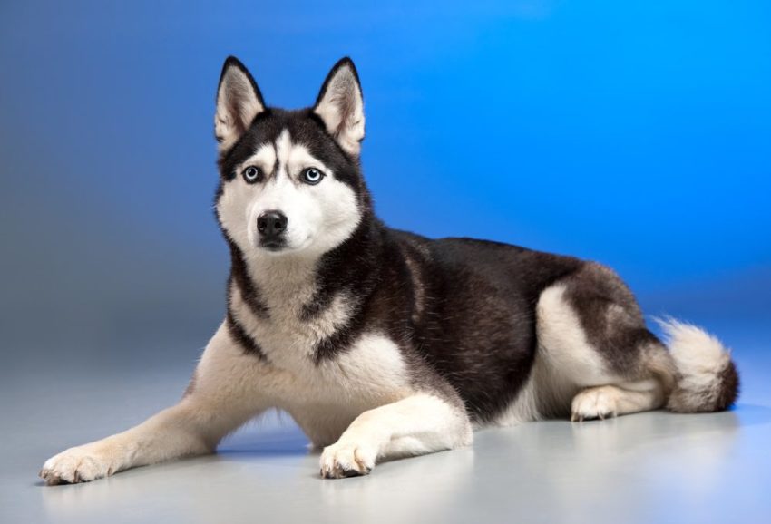 cores do husky siberiano