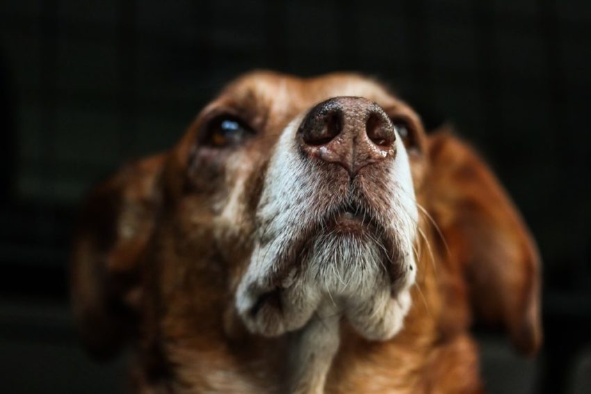 Nariz de cachorro