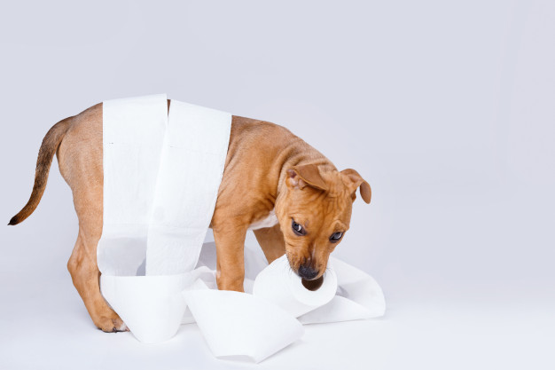 Tapete higiênico para cães - Qual o melhor? Guia completo 1 tapete higiênico para cães