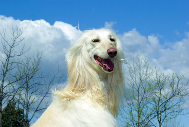40 dicas de nomes para Afegão Hound - Nomes Originais 1 dicas de nomes para afegão hound