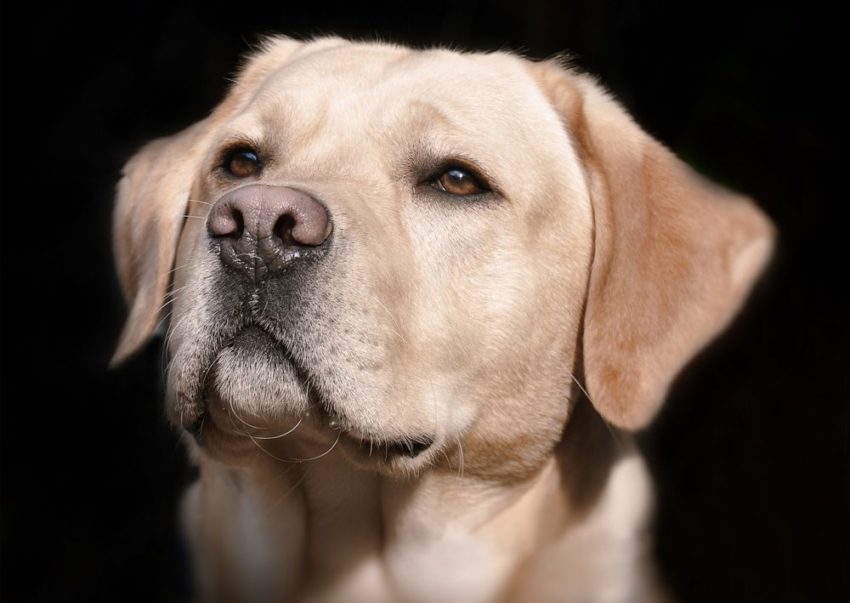 O olfato do cachorro: um universo extraordinário 7 labrador 2667328 1280
