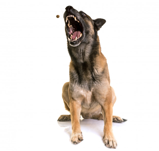 cão querendo falar algo