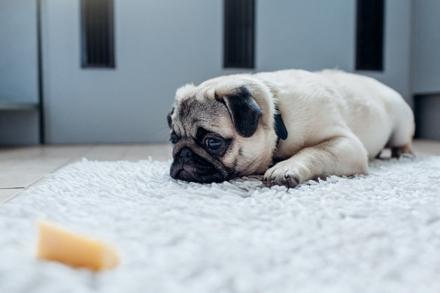 tapete higiênico para cães