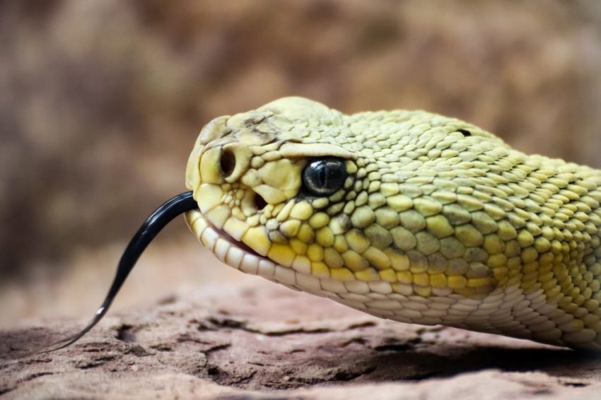 cobra