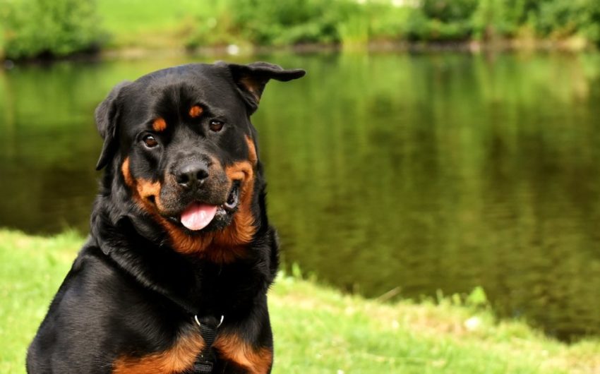 personalidade do rottweiler