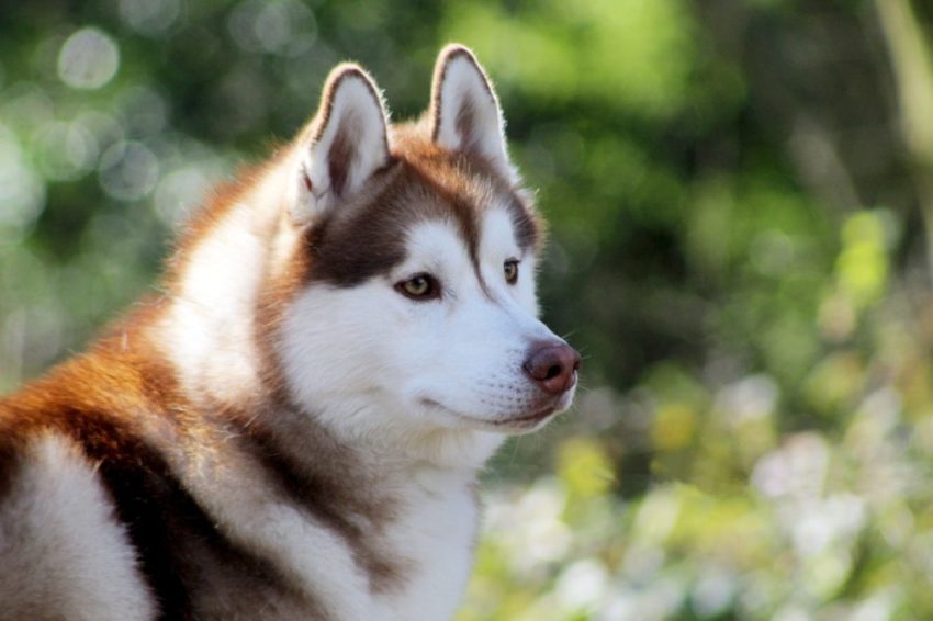 cores do husky