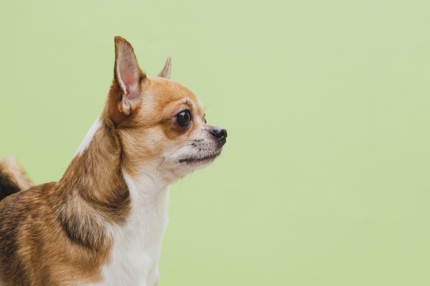 o temperamento do chihuahua