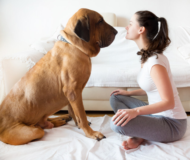 o temperamento do fila brasileiro