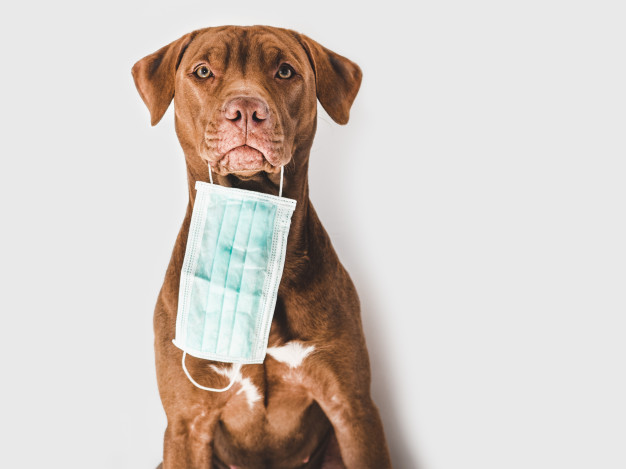 Cuidados com cachorros: 12 Perguntas e respostas. Confira! 11 COVID-19 e animais de estimação, cuidados com os cães