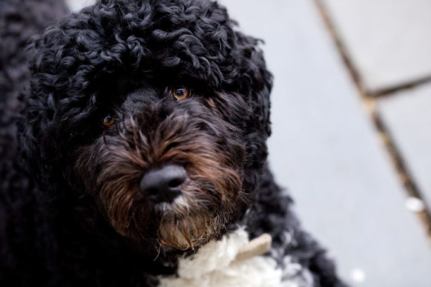 raças de cachorros mais engraçadas