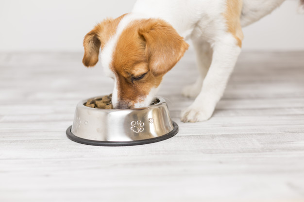 cachorro comendo ração seca