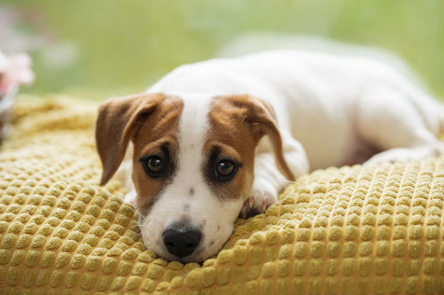 aumentar a imunidade do cachorro