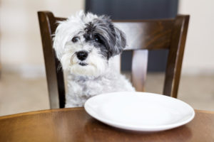 cachorro esperando para comer