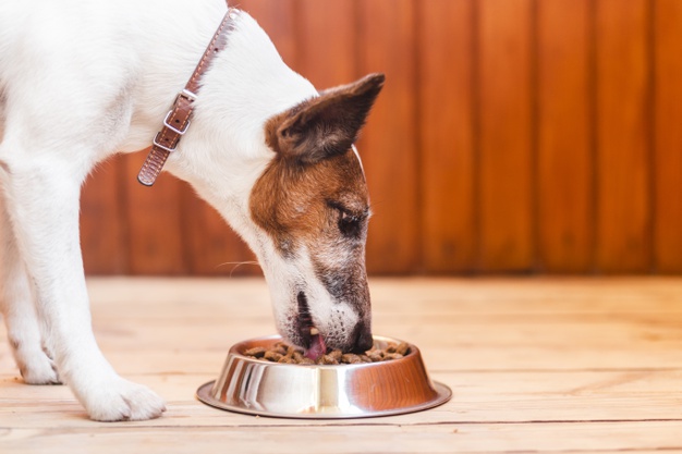 cachorros ração seca ou úmida