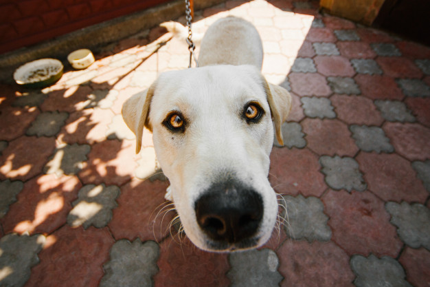 cachorro é branco ou albino
