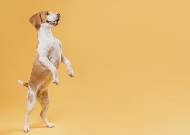 coronavírus em cães