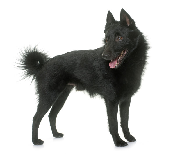 cao jovem schipperke 87557 7766