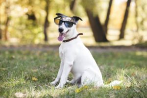 Cachorro de óculos - Foto: Freepik