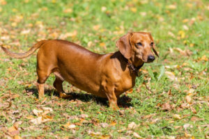Cão salsicha no quintal - Foto: Freepik