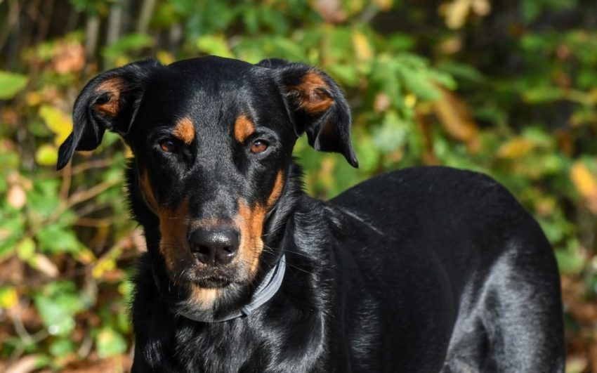 Raças de cachorros mais engraçadas: TOP 16 raças 1 Beauceron