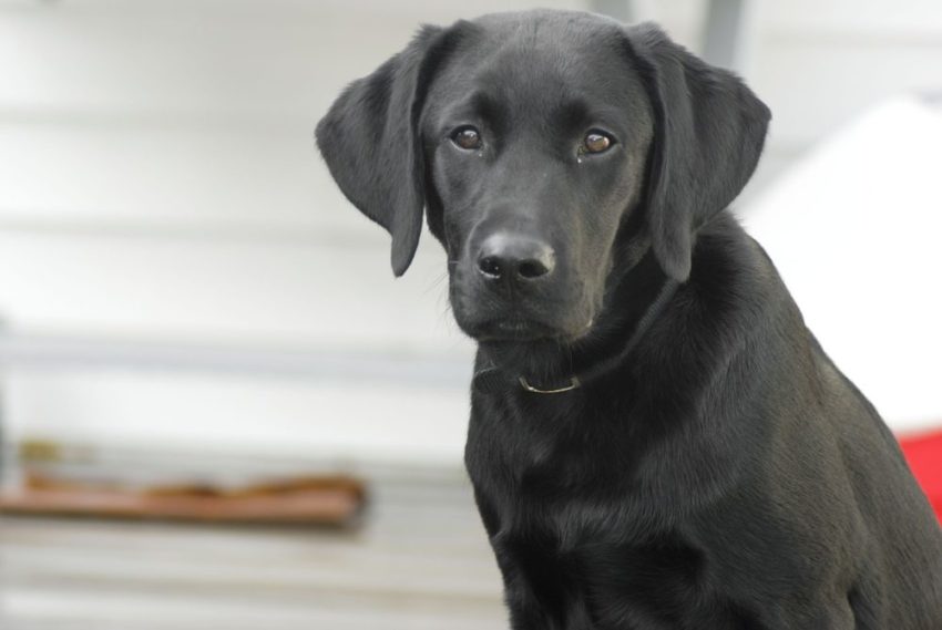 dog 862937 1280